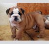 Английский бульдог,Девочка