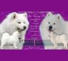 Белоснежные, пушистые щенки, мама,папа
