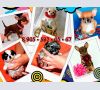 Чихуахуа и Русский Той-щенки.Актуальные фото