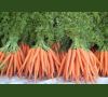 Высококачественные сорта моркови