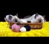 Тайские котята в корзинке