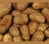 Высококачественные сорта картофеля