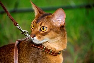 Абиссинский кот дикого окраса