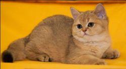 cattery Rollan House