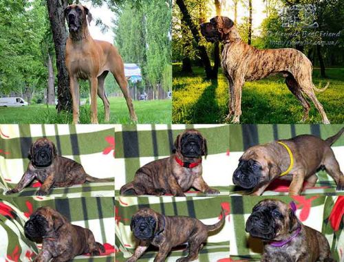 Kennel Best Friend Немецкий дог щенки.