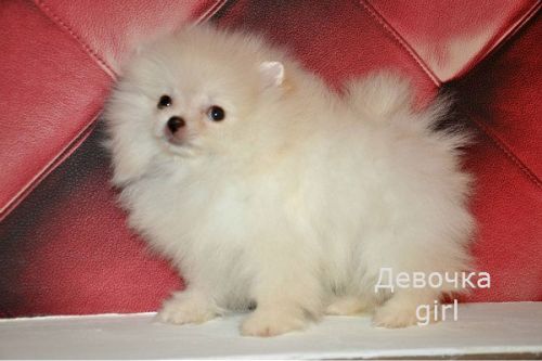 Померанский карликовый шпиц