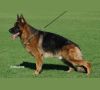Немецкая овчарка