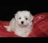 Прелестный теплый Мальтийский щенок