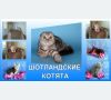 Шотландские котята