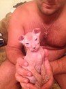 мего ласковый.лысый котенок вислаухий красавчик