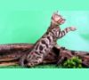 Бенгальский кот