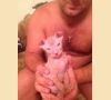 мего ласковый.лысый котенок вислаухий красавчик