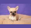 щенки чихуахуа