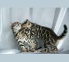 бенгальские котята