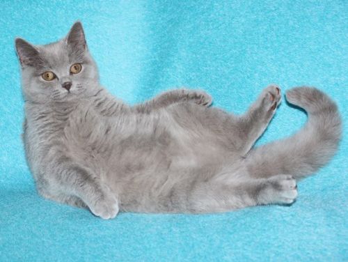 Подарю молодую кошку котёнка