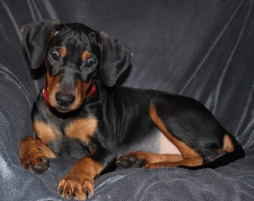 девочка,3 мес