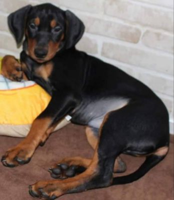 Ричард, 3 мес.