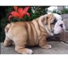 English bulldog